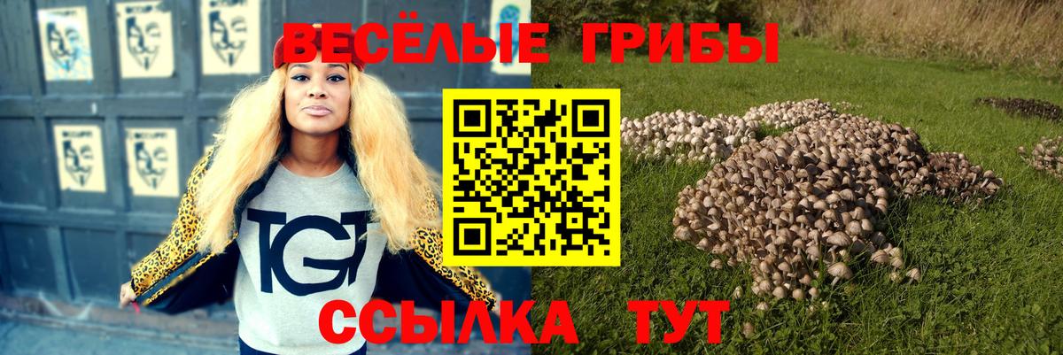 Галлюциногенные грибы Psilocybe  купить закладку  Дербент 
